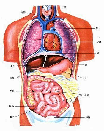 人体五脏六腑器官分布图 : 　　养生之道...