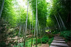 天目湖南山竹海景区景点图片