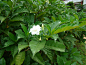 另外一种容易与栀子花相混淆的植物是夹竹桃科的狗牙花，也是夏季开白花的常绿灌木。