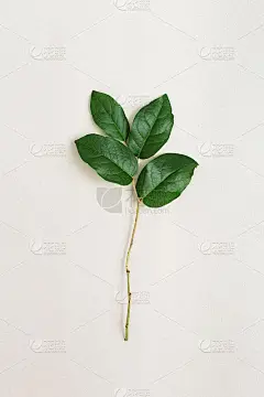 天然树枝与绿色树叶在轻纸背景。贺卡与春天绿色植物。生态友好的概念。俯视图和平铺。