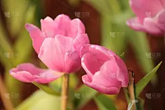郁金香花
