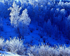 小白灵采集到雪中情