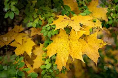 以公园里的秋叶为背景