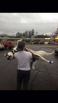 letsnerous采集到I LOVE DOGS