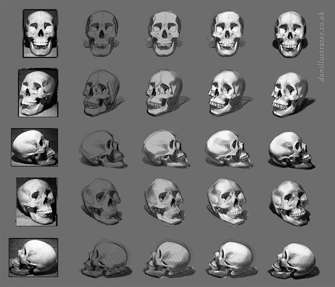 Skull Studies by =Br...