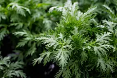 药用植物艾蒿叶图片摄影图
