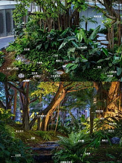 LLL``采集到W植物品种 种植说明