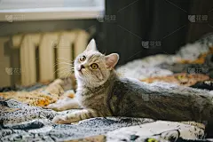 小猫挂毯上可爱的苏格兰直毛猫