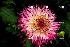大丽花 自然 鲜花 植物 花壁纸 白色 红色提示 花园 园艺