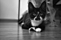 Indie by Bjoern  on 500px