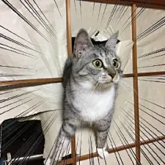 握爪宠物app的微博_微博