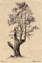 tree37_72dpi