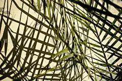 一株盆栽在墙上投下了影子