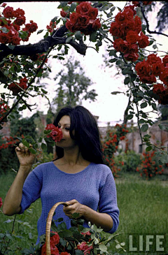 肖意行采集到Alfred Eisenstaedt