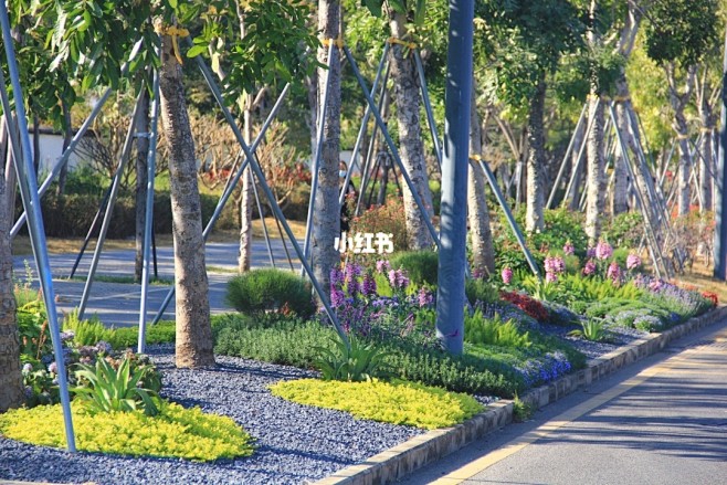 市政花境分享| 每日一花 : 去年12月...