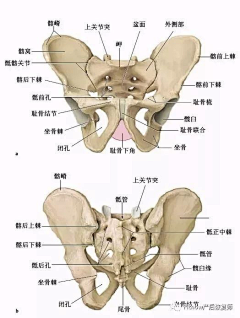 知了甜嘛采集到画-人体