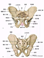 骨盆的结构的搜索结果_360图片