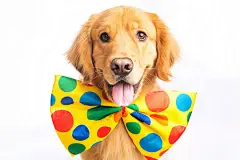 点击来源直接获取大图文件 |狗小丑