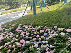 心有艳阳采集到X-学校、市政道路、旅游等项目绿化