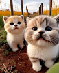 Photo by Kimbingmeiii on March 17, 2023. May be an image of cat.