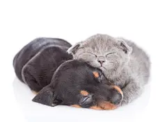 点击来源直接获取大图文件 |funny kitten and  dachshund puppy are sleeping together.  isolated on white background
