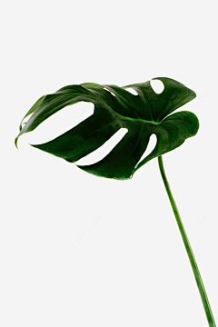 小熠婷呀采集到芭蕉叶