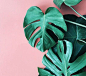 A combinação de rosa e verde na decoração da casa