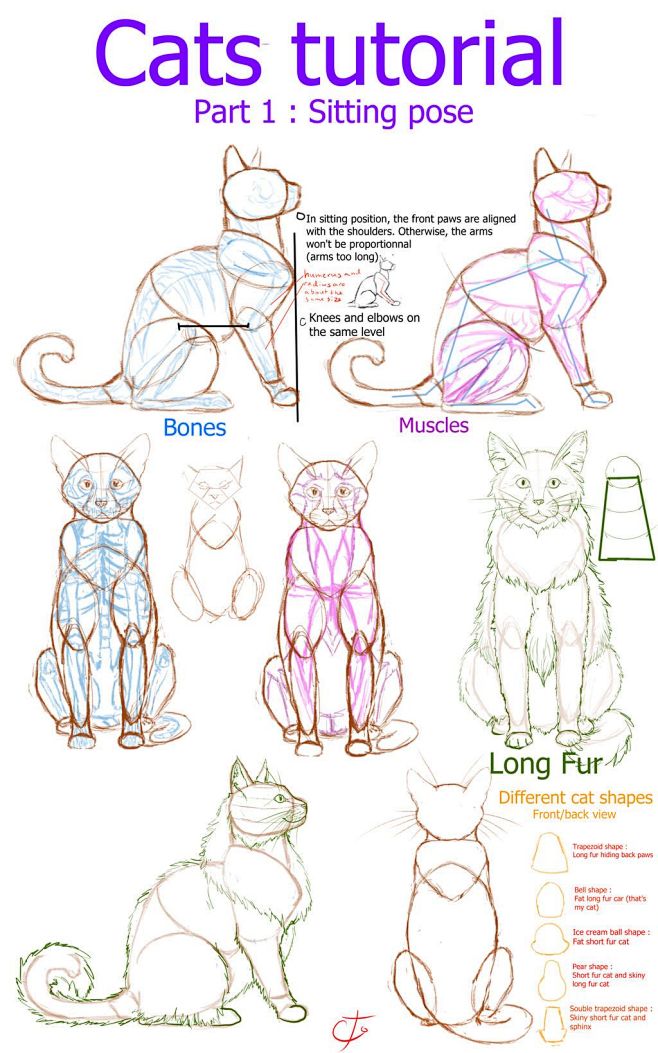 猫 cat 可爱 动物 猫手绘 绘画 猫...