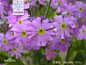 报春花图片_百度百科一、报春花 [1] （Primula malacoides Franch.）又名樱花草，是报春花科报春花属的植物。多生长于荒野、田边，原产中国的云南、贵州，各地栽培，颇具观赏性。
报春花又名藏报春花，年景花，樱草，四季报春，原产中国。喜气候温凉、湿润的环境和排水良好、富含腐殖质的土壤。不耐高温和强烈的直射阳光，多数亦不耐严寒。属报春花科、报春花属。草本植物。叶基生，全株被白色绒毛。花通常2型，排成伞形花序或头状花序。花期12月至次年4月。报春花属植物在世界上栽培很广，历史亦较久远。近年