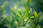 绿色自然植物茶叶绿茶特写背景图片