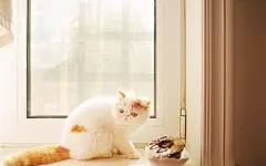 可爱萌宠小猫咪图片桌面高清电脑壁纸