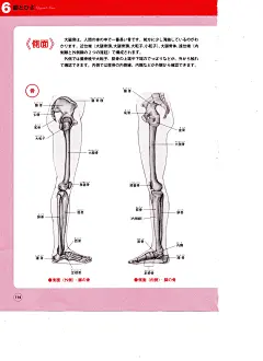 骨骼肌肉人体结构运动规律 (104).jpg
