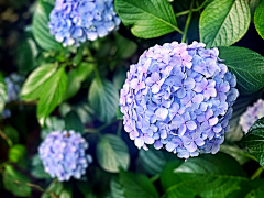 小C菜花采集到花（紫阳/绣球）