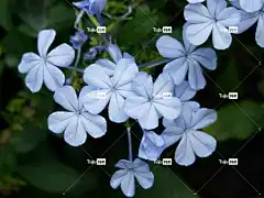 开花 花 花卉背景 浅蓝 开普油橄榄 花壁纸 白木瓜 石墨狐黄