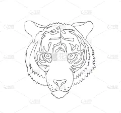 条纹,虎,注视镜头,野生动物,直的,肖像,哺乳纲,自然美,涂料