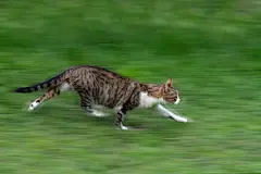 点击来源直接获取大图文件 |在模糊的绿色草地上奔跑的猫。选择性聚焦