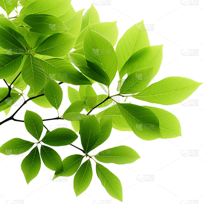 通用绿色树叶植物叶子元素贴纸