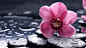 General 2560x1440 stones orchids flowers water drops