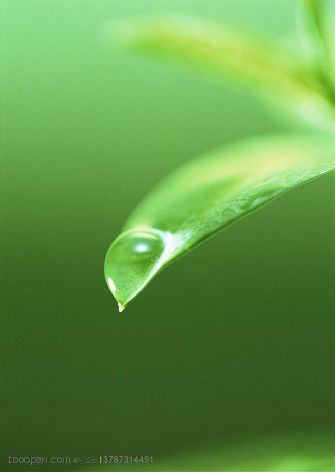 树木树叶-叶子尖部挂着雨水高清图片素材