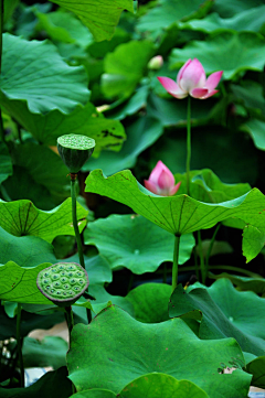 小茄子酱采集到花