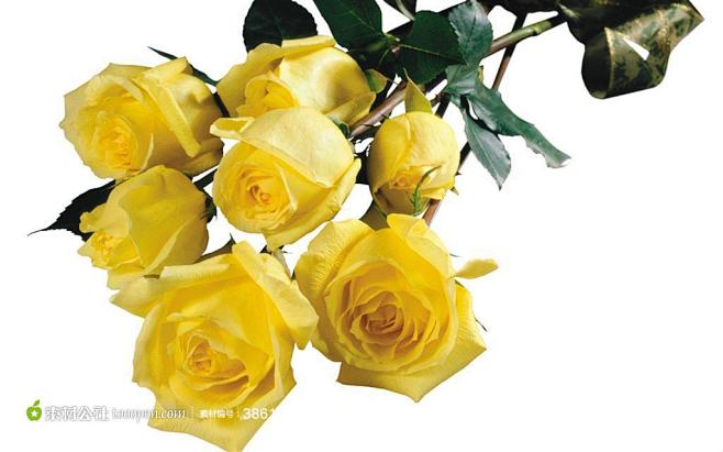 鲜花图片素材，黄色玫瑰桌面壁纸