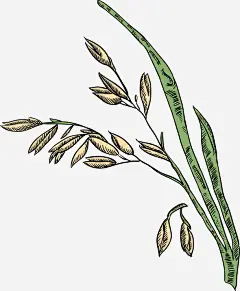 卡通手绘绿色植物麦穗图ai免抠素材 图标 设计图片 免费下载 页面网页 平面电商 创意素材 png素材