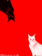黑猫白猫源文件