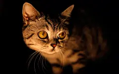 黑夜中的猫咪高清摄影电脑桌面壁纸  2560x1600