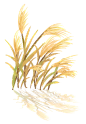 手绘水彩芦苇丛植物透明背景免抠PNG图案 装饰PS设计合成素材 (30)