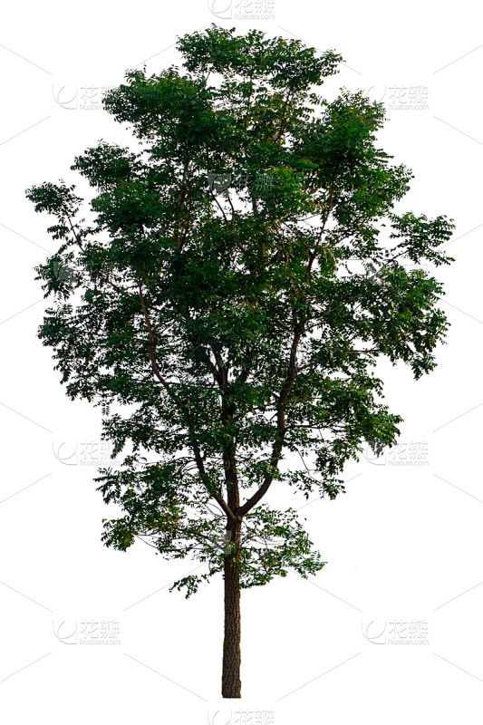 背景分离,白色背景,自然,季节,符号,古...