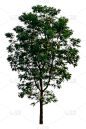 背景分离,白色背景,自然,季节,符号,古老的,垂直画幅,环境,泰国,图像