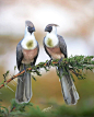 Photo shared by ▇ █ 【B】【I】【R】【D】【S】 █ ▇ on June 01, 2021 tagging @edwin.godinho. May be an image of bird and nature.