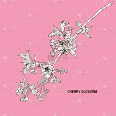 华丽的,樱花,请柬,壁纸,樱桃,婚礼,装饰物,春天,排列,复古