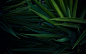 grass wallpaper (#991694) / Wallbase.cc